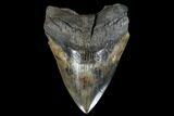 Serrated, Fossil Megalodon Tooth - Georgia #114615-1